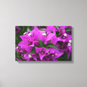 Lila Bougainvillea Leinwanddruck