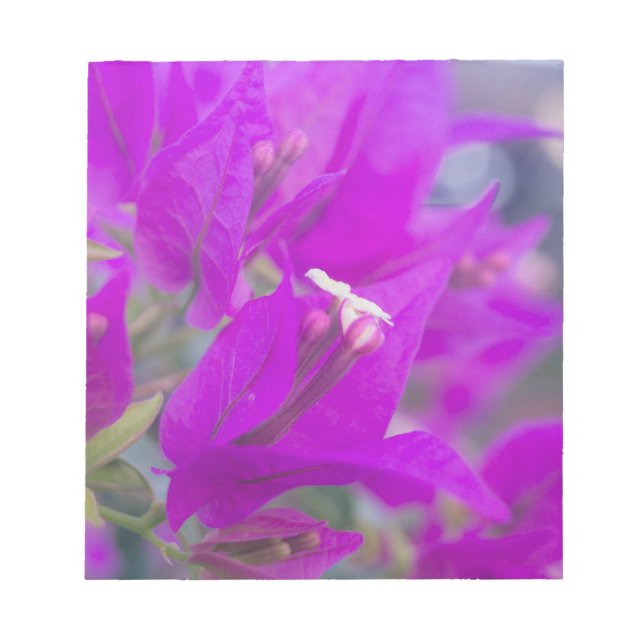Lila Bougainvillea Notizblock (Vorderseite)