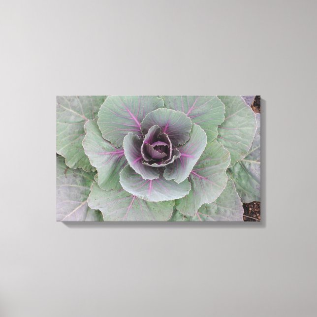 Lila Cabbage Wrapped Canvas Leinwanddruck (Vorderseite)