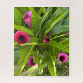 Lila Calla-Lilie, Oakland Puzzle