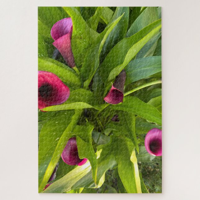Lila Calla-Lilie, Oakland Puzzle (Vertikal)