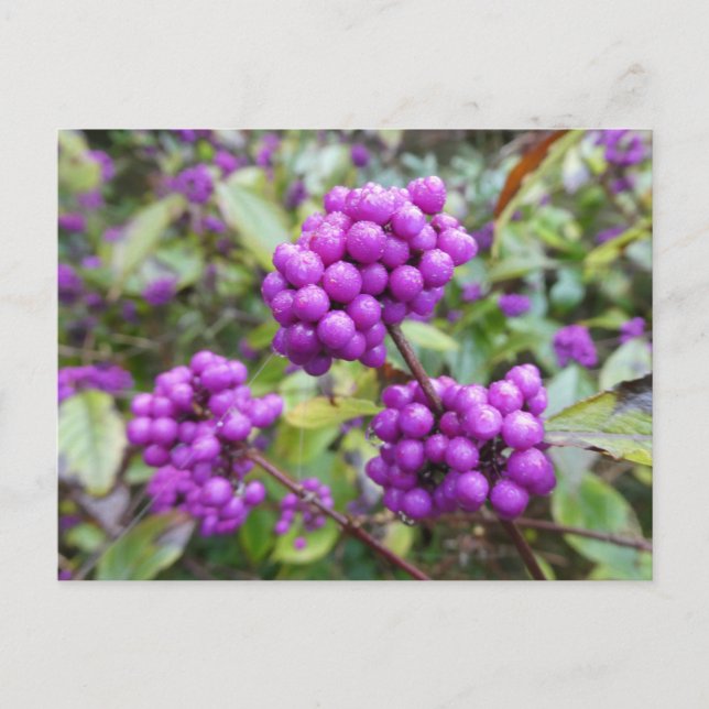 Lila Callicarpa DIY Postkarte (Vorderseite)