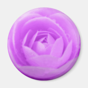 Lila Camellia Magnet