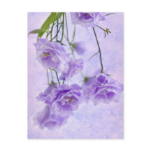 Lila Campanella Blume Makro