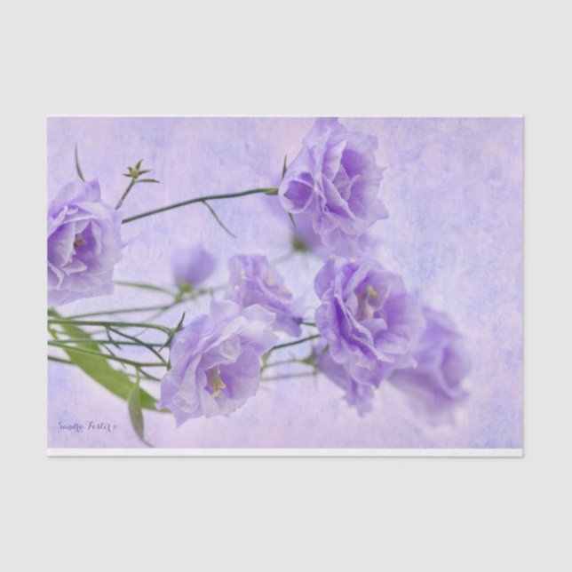 Lila Campanella Blume Makro Seidenpapier (Vorderseite)