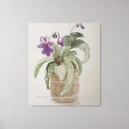 Lila Cape Primrose Wasserfarben Canvas Print Leinwanddruck