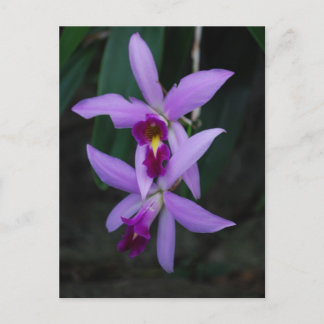 Lila Cattleya-Orchidee Postkarte