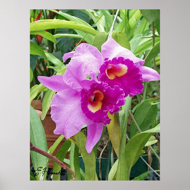Lila Cattleya Orchids Poster (Vorne)