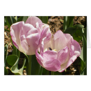 Lila Central- Parktulpen