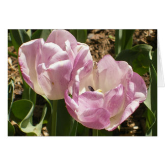 Lila Central- Parktulpen