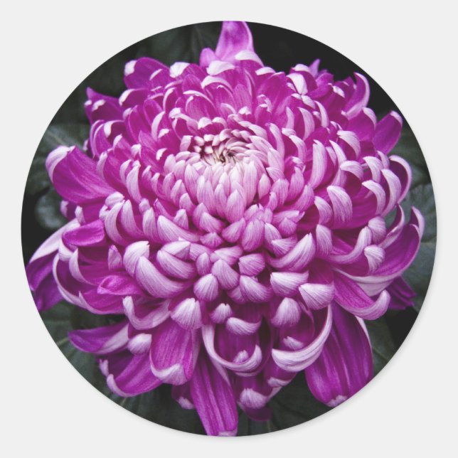 Lila Chrysanthemum Round Stickers (Vorderseite)