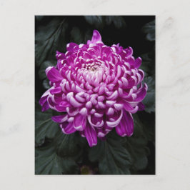 Lila Chrysanthemumpostkarte Postkarte