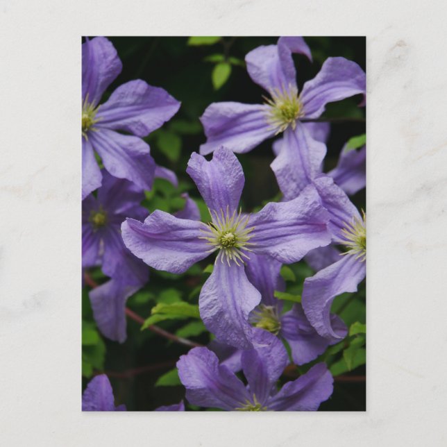 Lila Clematics-Blume Postkarte (Vorderseite)