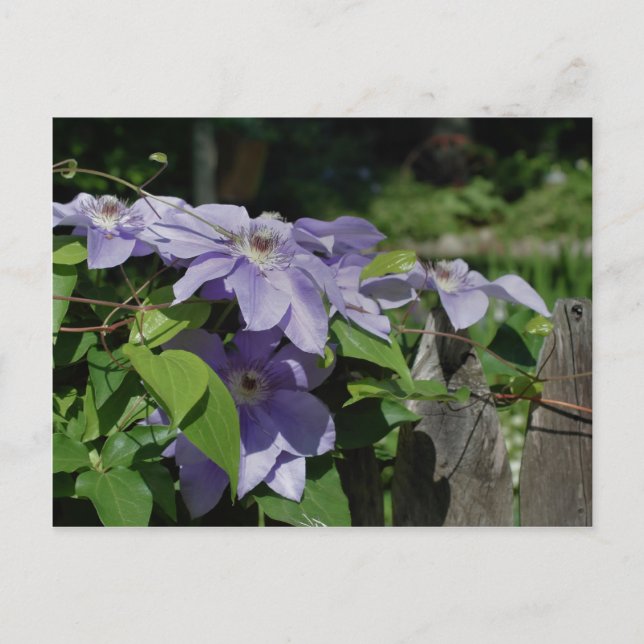Lila Clematis auf Zaun-Blume Postkarte (Vorderseite)