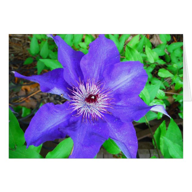 Lila Clematis-Blume (Vorderseite (Horizontal))