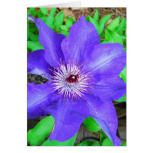 Lila Clematis-Blume