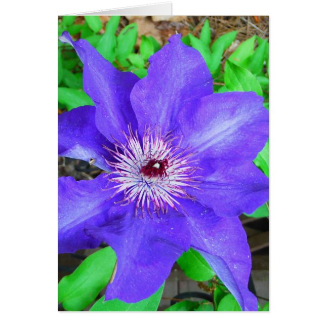 Lila Clematis-Blume (Vorne)