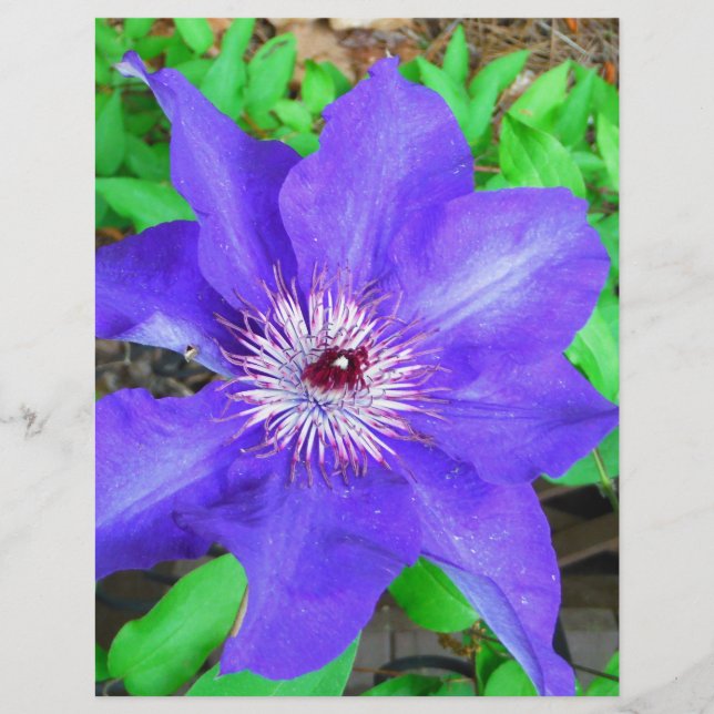 Lila Clematis-Blume (Vorderseite)