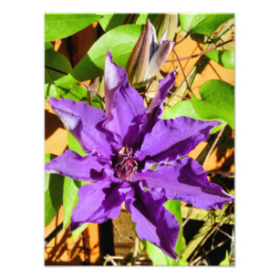 LILA CLEMATIS-BLUME FOTODRUCK