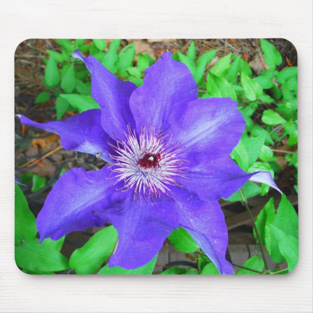 Lila Clematis-Blume Mousepad (Vorne)