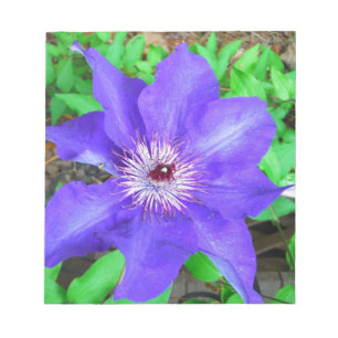 Lila Clematis-Blume Notizblock