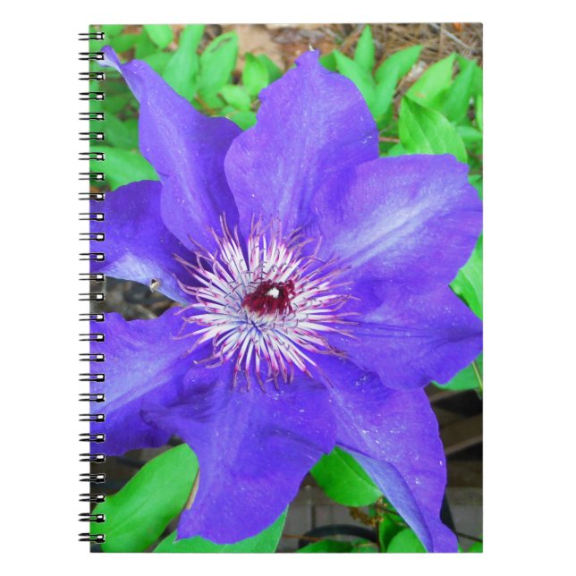 Lila Clematis-Blume Notizblock (Vorderseite)