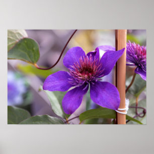 Lila Clematis-Blume Poster