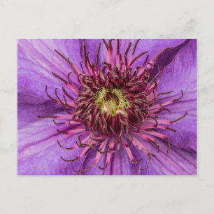 Lila Clematis-Blume Postkarte