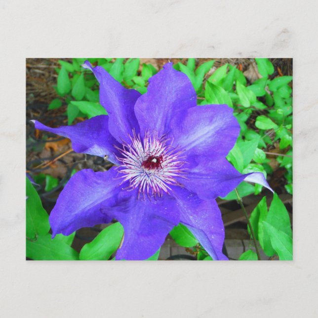 Lila Clematis-Blume Postkarte (Vorderseite)