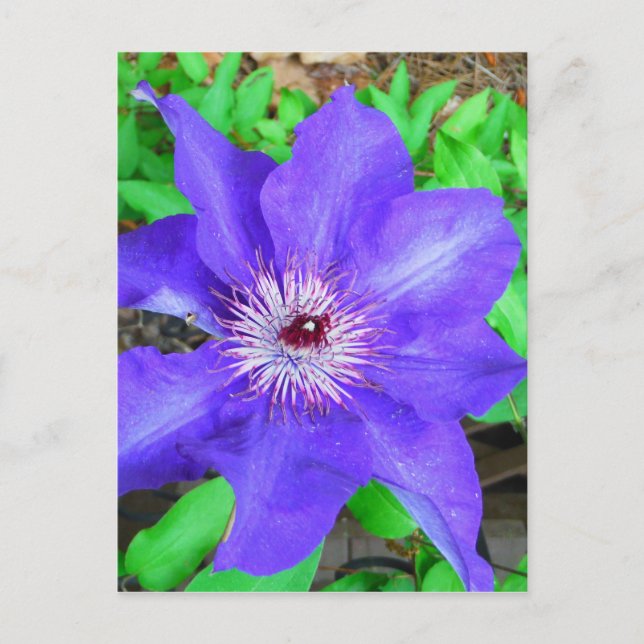Lila Clematis-Blume Postkarte (Vorderseite)