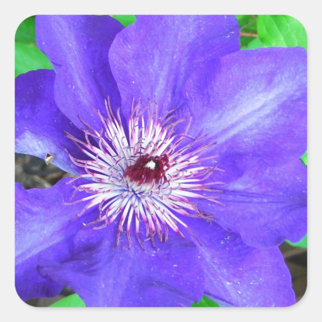 Lila Clematis-Blume Quadratischer Aufkleber (Vorderseite)