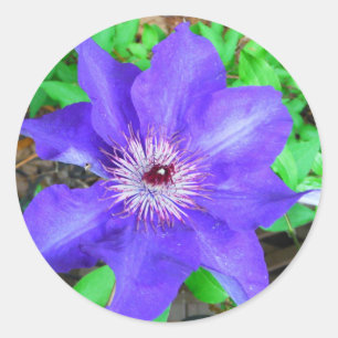 Lila Clematis-Blume Runder Aufkleber
