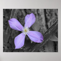 Lila Clematis-Blume - Teilfarbigkeit