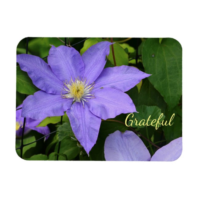 Lila Clematis Dankbarkeit Magnet (Horizontal)