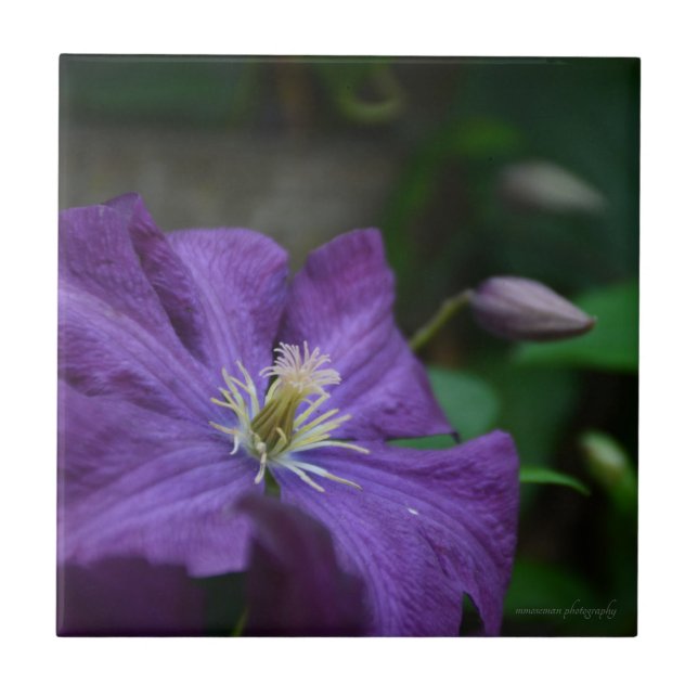 Lila Clematis Fliese (Vorderseite)