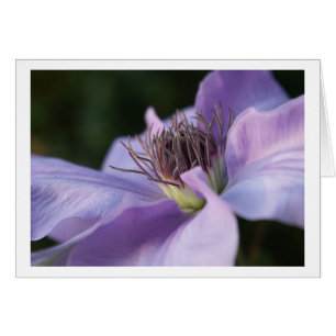 Lila Clematis-Karte