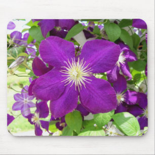 Lila Clematis Mousepad