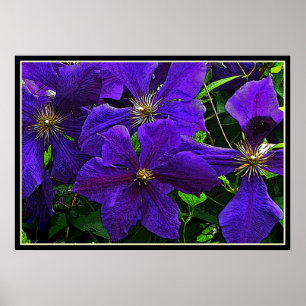 Lila Clematis Poster