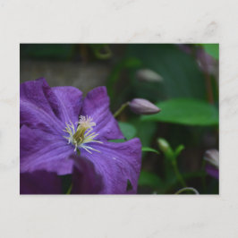 Lila Clematis Postkarte