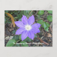 Lila Clematis Postkarte