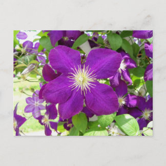Lila Clematis Postkarte
