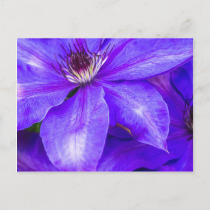 Lila Clematis Postkarte