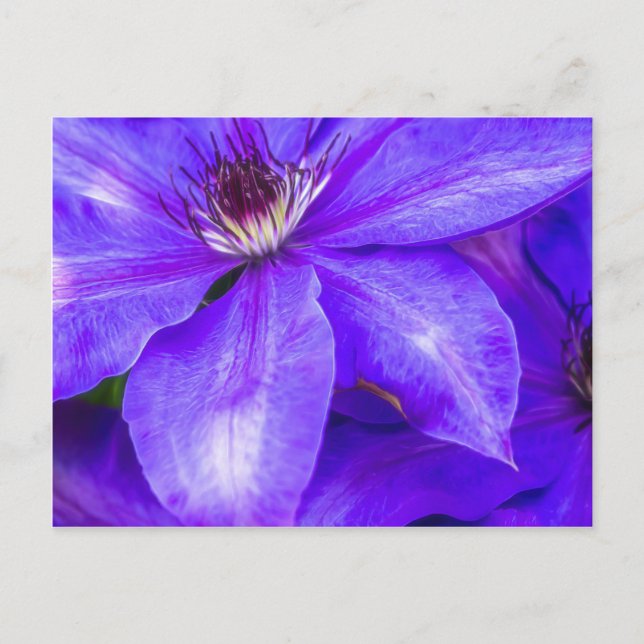Lila Clematis Postkarte (Vorderseite)