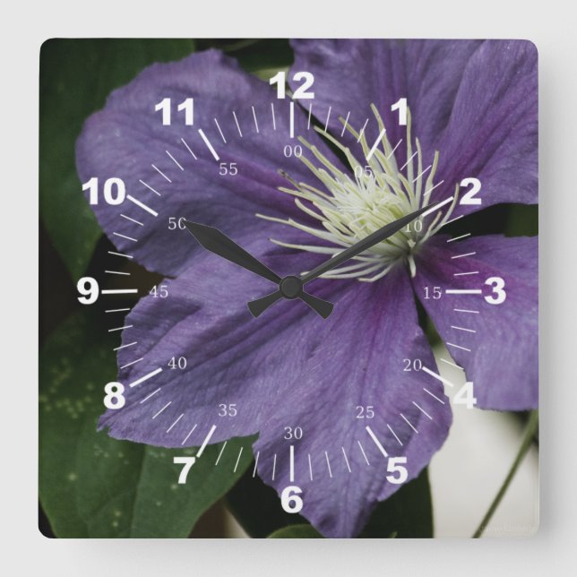 Lila Clematis Quadratische Wanduhr (Vorderseite)