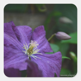 Lila Clematis Quadratischer Aufkleber