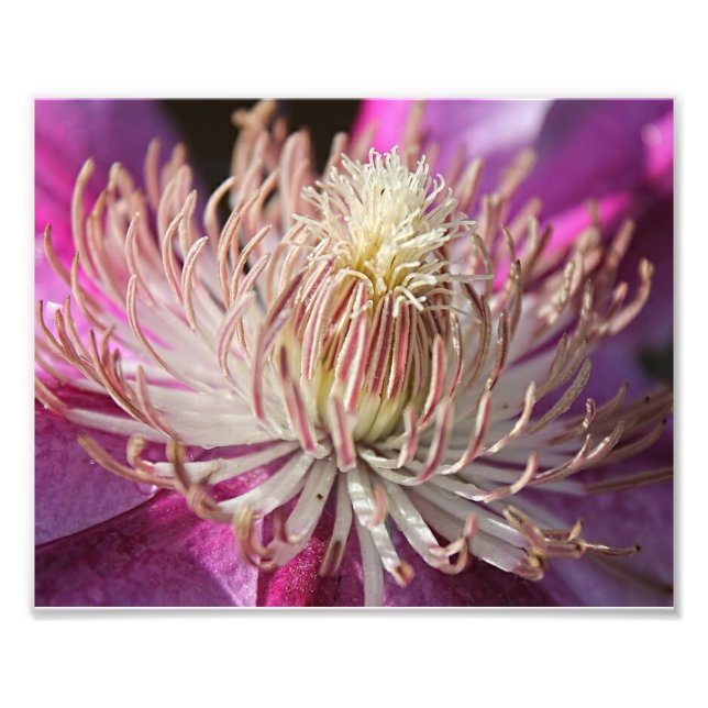 Lila Clematis schließen Fotodruck (Vorne)