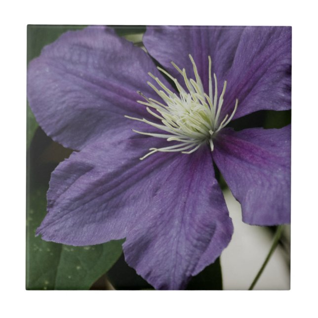 Lila Clematis Tile Fliese (Vorderseite)
