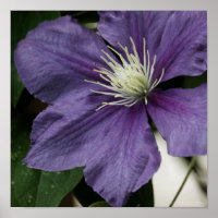 Lila Clematitis Print