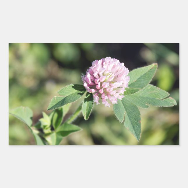 Lila Clover Wildblume Foto Rechteckiger Aufkleber (Vorderseite)