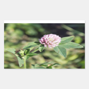 Lila Clover Wildblume Foto Rechteckiger Aufkleber